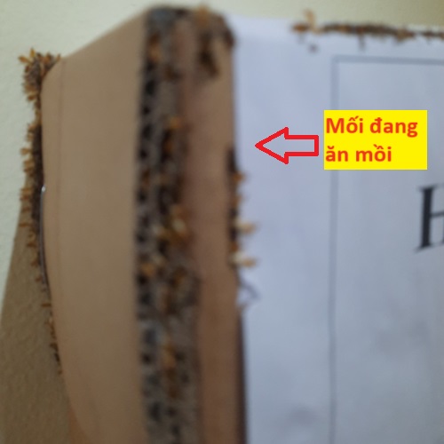 Mối đang ăn mồi nhử hiệu quả