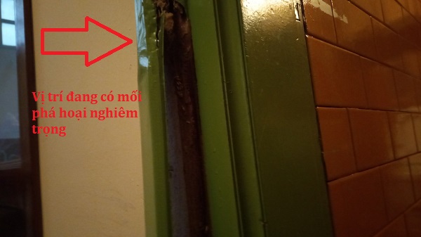 Khảo sát mối gỗ ẩm đang gây hại khuân cửa