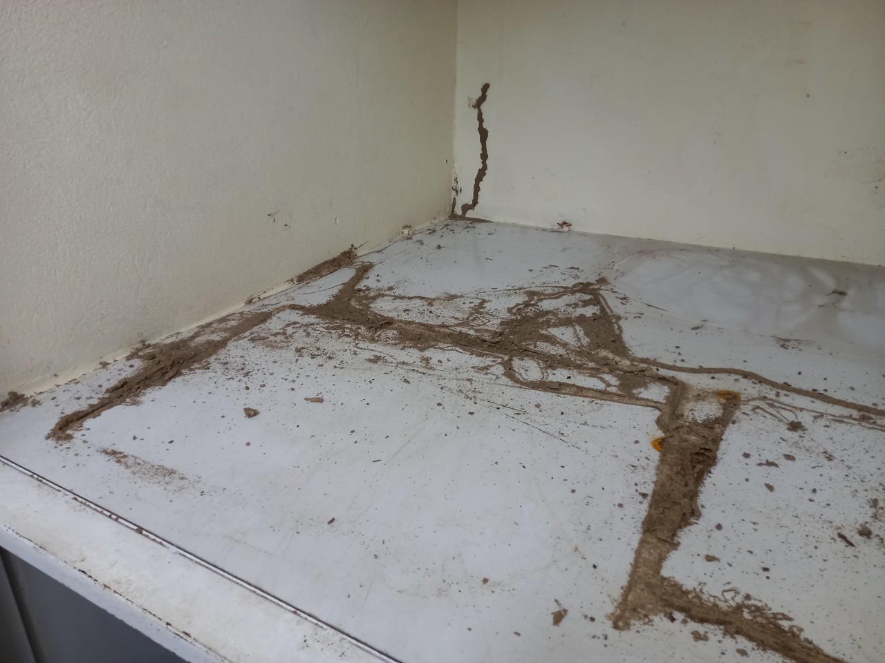 Kiểm tra tủ bếp có mối gỗ ẩm đang gây hại nghiêm trọng