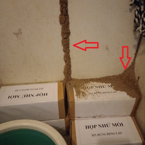 Dịch Vụ Diệt Mối Tận Gốc Tại Thành Phố Hội An