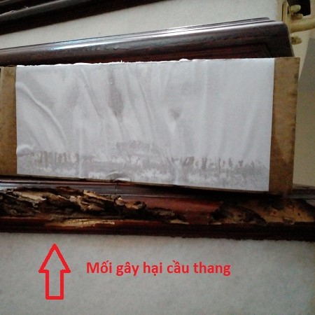 Đặt hộp nhử diệt mối xông lên cầu thang 