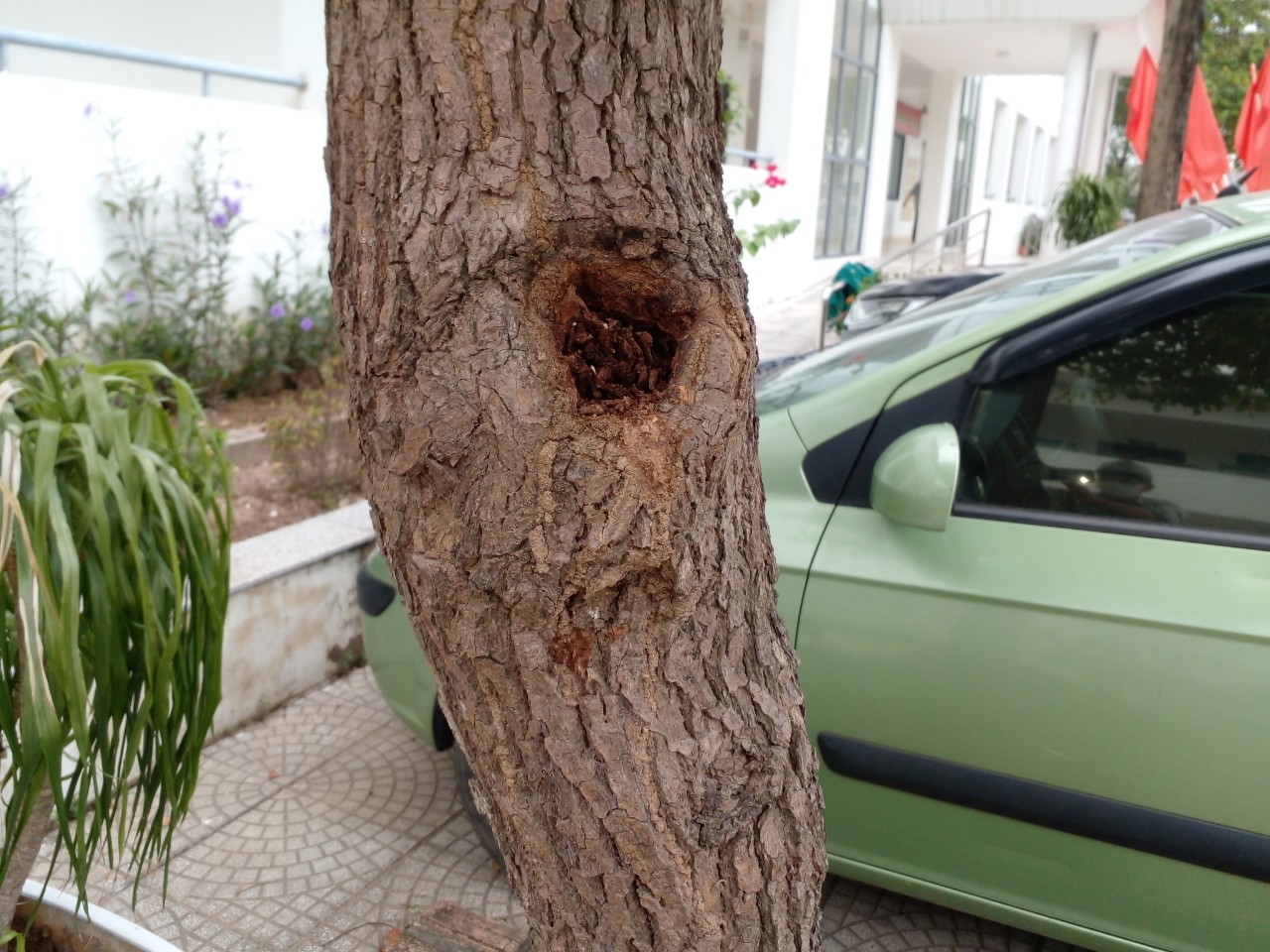 Mối gây hại thân cây 