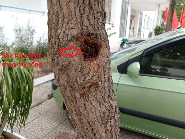 Khảo sát có mối gỗ ẩm gây hại cây bóng mát tại cơ quan