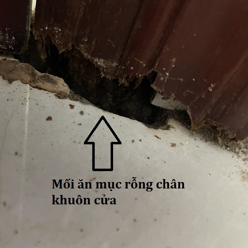 Khảo sát chân khuân cửa đang bị mối gây hại mục rỗng