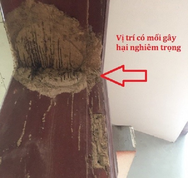 Khảo sát các vị trí đang có mối gây hại 