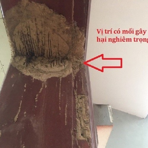 Mối gây hại kết cấu gỗ khuôn cửa gây mất mỹ quan