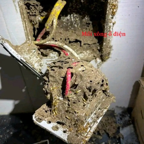 Mối gây hại hệ thống điện trong công trình nhà ở