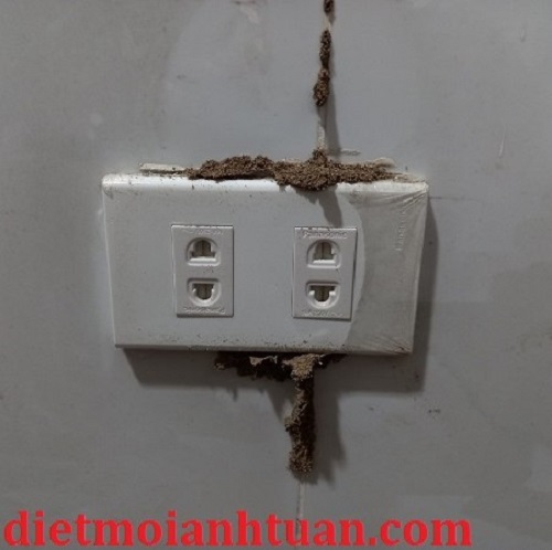 Top 7 Dấu Hiệu Nhận Biết Nhà Có Mối