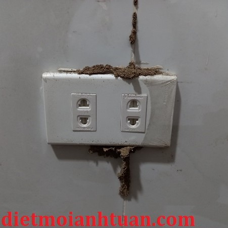 Cách Diệt Mối Xông Ổ Điện Tại Nhà