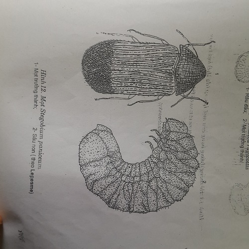 Mọt Stegobium paniceum L