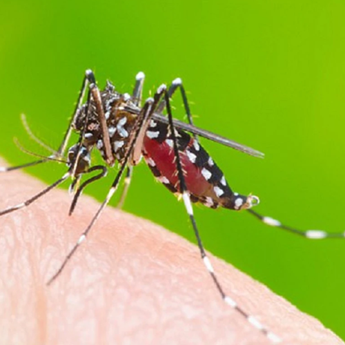 Công Ty Phun Thuốc Diệt Muỗi Tại Quận Bắc Từ Liêm