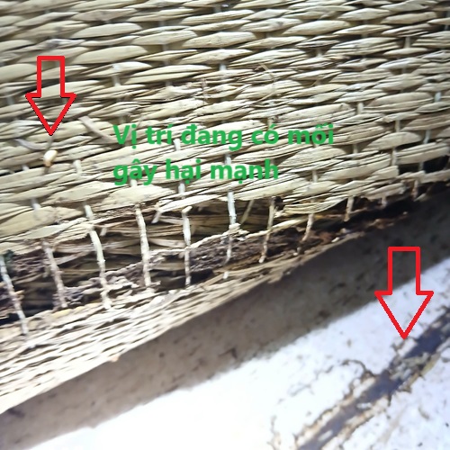Diệt Mối Tại Huyện Hiệp Đức Uy Tín, Giá Rẻ