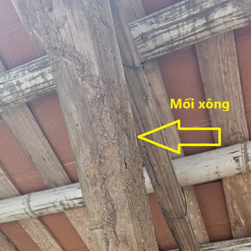 Trình trạng mối gây hại trên kèo của nhà chùa cần được xử lý kịp thời