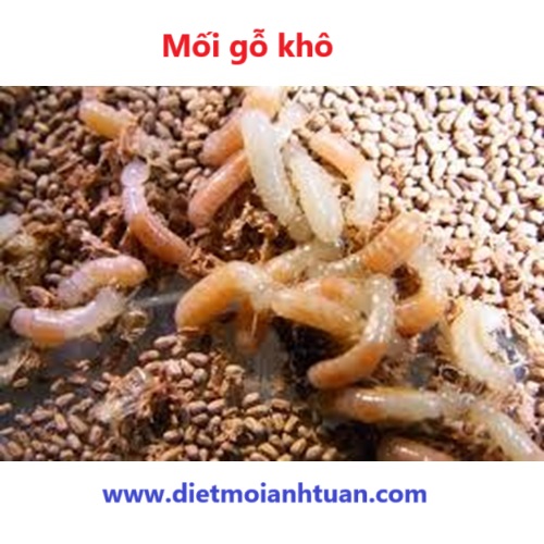 Hình ảnh loại mối gỗ khô