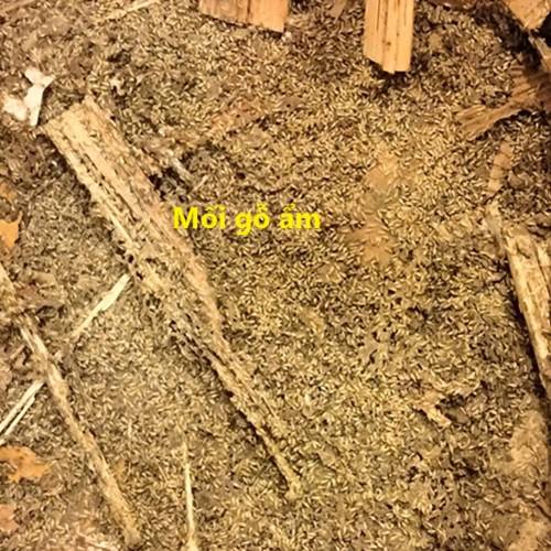 Mối gỗ ẩm gây hại công trình đang sử dụng