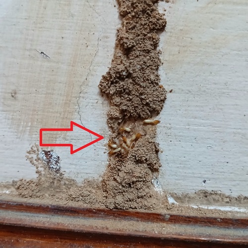 Chủng loại mối gỗ ẩm gây hại chủ yếu trong công trình tại Thạch Thất