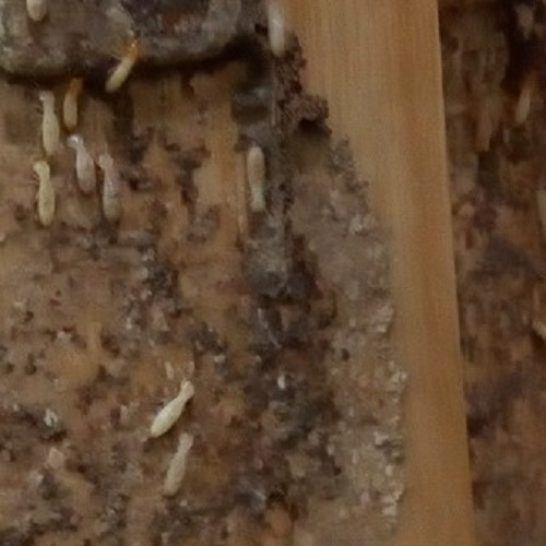 Mối gỗ ẩm gây hại tủ bếp tại huyện Lục Nam