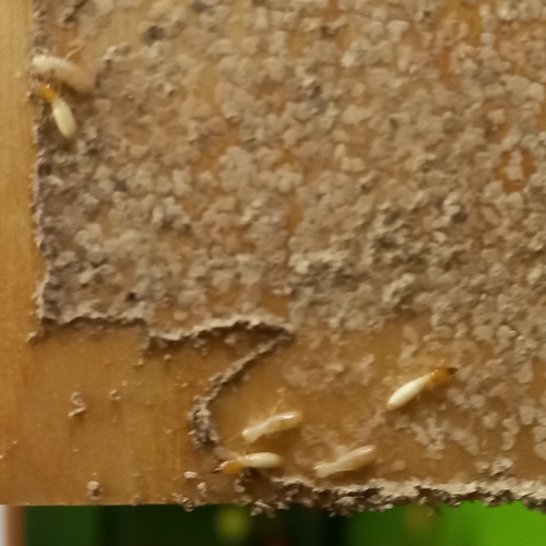 Mối gỗ ẩm lên công trình gây hại nội thất gỗ