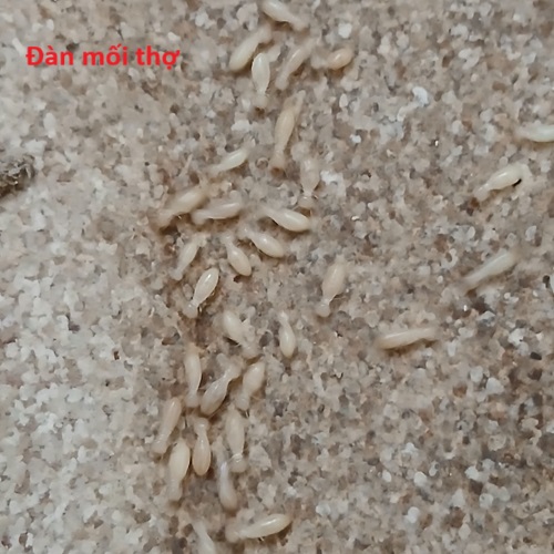 Chủng loại mối gỗ ẩm phân bố nhiều nhất tại huyện Quốc Oai
