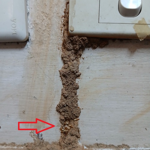 Diệt Mối Tại Huyện Đakrông Uy Tín, Chuyên Nghiệp
