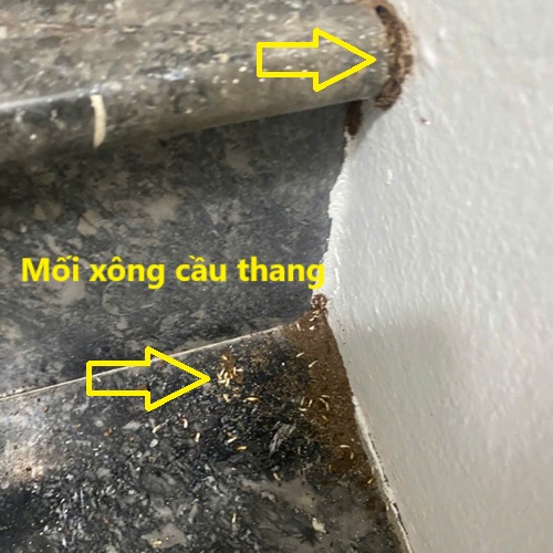 Dịch Vụ Diệt Mối Tận Gốc Tại Thành Phố Phủ Lý