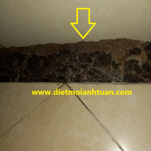 Mối xông lên chân tường chúng đắp đường mui đất lộ ra ngoài Mối xông lên chân tường chúng đắp đường mui đất lộ ra ngoài