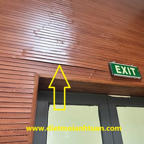 Toàn bộ các vị trí tường ốp gỗ đã bị mối ăn rỗng bên trong Toàn bộ các vị trí tường ốp gỗ đã bị mối ăn rỗng bên trong