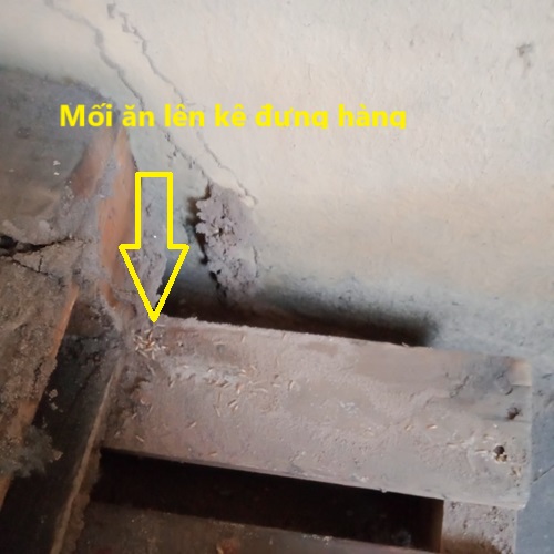 5 Điều Bạn Cần Phải Biết Khi Thuê Thợ Diệt Mối 5 Điều Bạn Cần Phải Biết Khi Thuê Thợ Diệt Mối