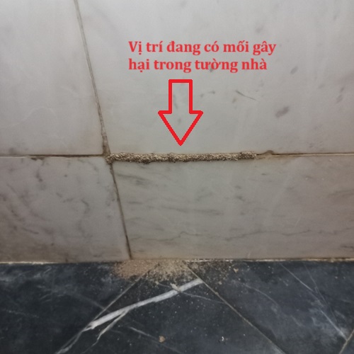 Khảo sát mối xông bên trong tường nhà