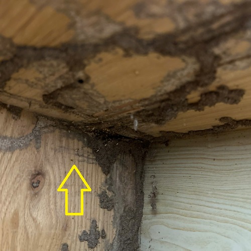 Khảo sát đồ gỗ bị mối đang tấn công gây hại nặng