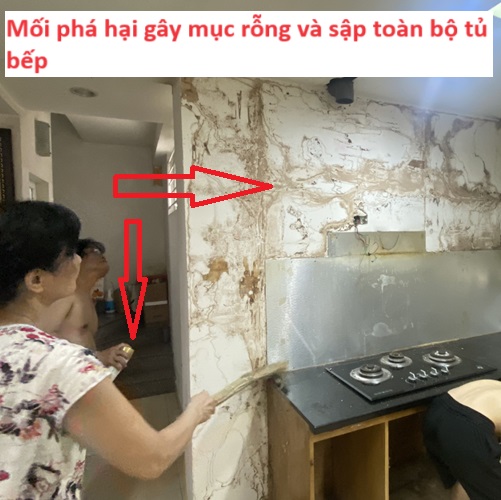 Mối xông gây sập tủ bếp 