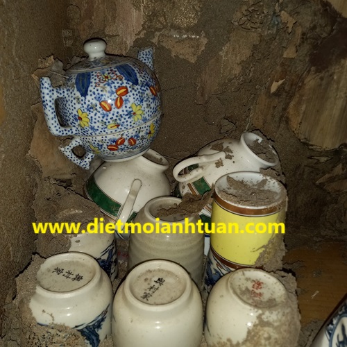Giữ nguyện hiện trạng vị trí đang có mối gây hại khi phát hiện mối