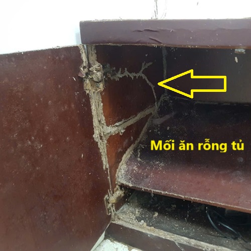Dịch Vụ Diệt Mối Giá Rẻ Tại Huyện Thanh Hà