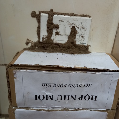 Đặt hộp nhử mối vào vị trí phát hiện có mối hoạt động gây hại
