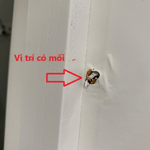 Chủng loại mối gỗ ẩm phân bố mạnh tại quận Tây Hồ