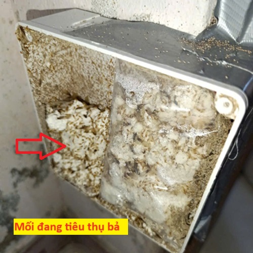 Mối sẽ lên ăn bả bên trong hộp và quay về tổ chết