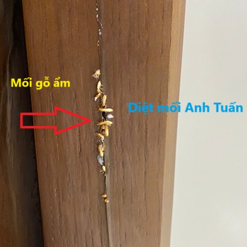 Dịch Vụ Diệt Mối Tận Gốc Tại Huyện Bình Giang 