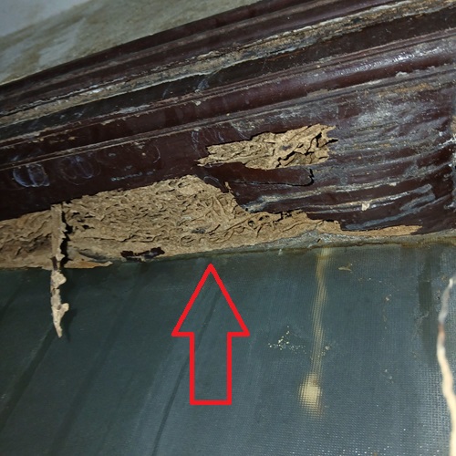 Hình ảnh thực tế mối ăn khuôn cửa sơ xác không còn gì