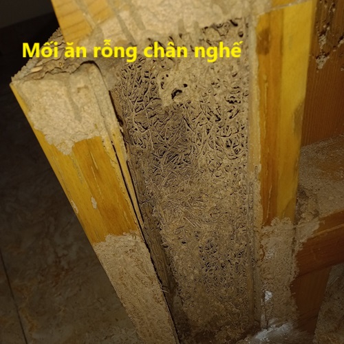 Diệt Mối Tại Vĩnh Yên Uy Tín, Chuyên Nghiệp