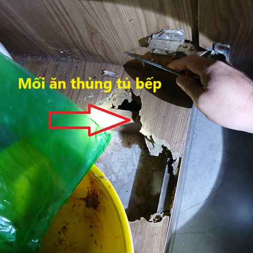 Tủ Bếp Tan Hoang Sau Khi Bị Mối Tấn Công Và Cách Xử Lý