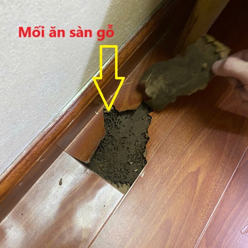 Diệt Mối Sàn Gỗ