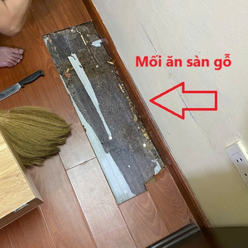 Khảo sát mối ăn sàn gỗ