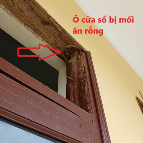 Xử lý diệt mối gây hại khuôn cửa tại Phủ Lý