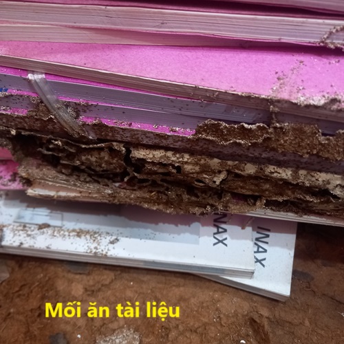 Dịch Vụ Diệt Mối Tận Gốc Uy Tín Tại Huyện Tây Giang