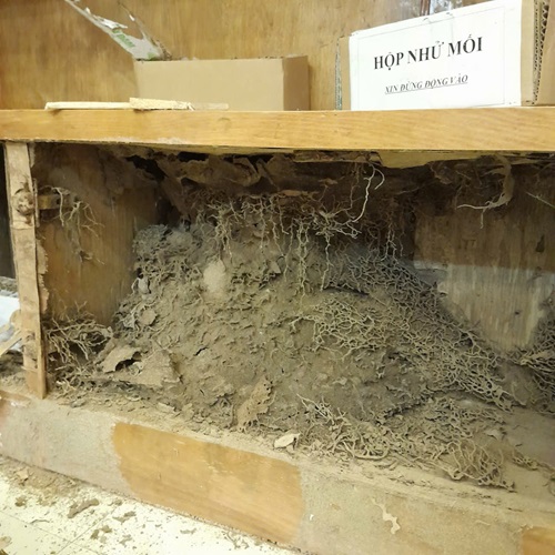 Vì Sao Con Mối Lại Xuất Hiện Trong Nhà Cao Tầng