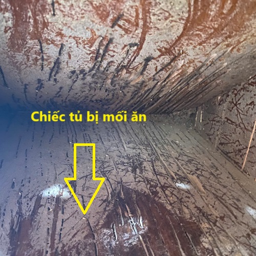 Tại Sao Nên Phòng Chống Mối Thay Vì Phải Diệt Mối 