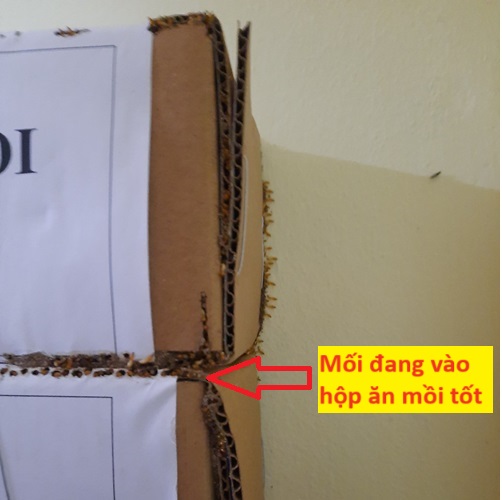 Công Ty Diệt Mối Tận Gốc Tại Huyện Năm Căn