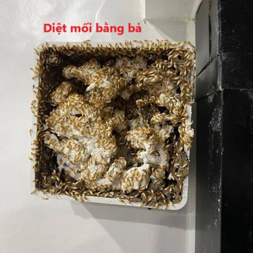 Quy trình diệt mối bằng bả đạt hiệu quả cao