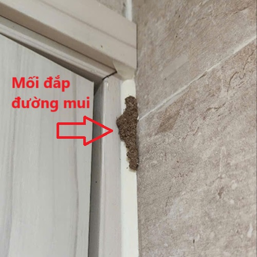 Mối đắp ống bùn ra từ khe cửa, vị trí đang có mối gây hại