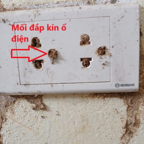Dấu hiệu nhận biết có mối đang gây hại bên trong ổ điện 